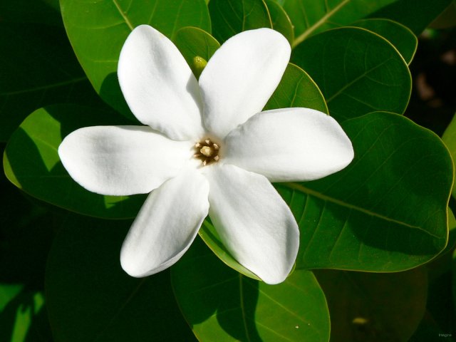 118- Tiare Tahiti 